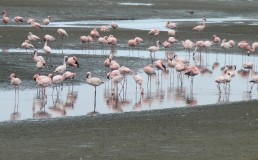 Flamingoes, Walvis Bay